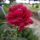 2. vrtnica vzpenjavka, stara okrog 30 let; vejice