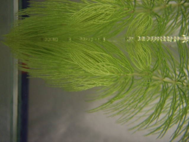 5. Trdi rogolist, vodna plavajoča rastlina; poganjki