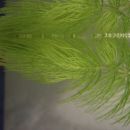 5. Trdi rogolist, vodna plavajoča rastlina; poganjki