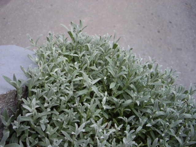 8. Cerastium tomentosum - smiljka nageljčki beli