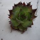 9.l Sempervivum 