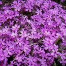 3. Phlox - Plamenka, floks (nizka, rožnata)
sadika