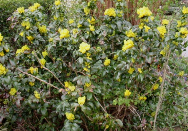1. Mahonia  aquifolium - Mahonija
sadika, vršički