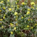 1. Mahonia  aquifolium - Mahonija
sadika, vršički