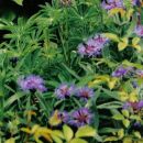 5.Centaurea - Glavinec
sadika