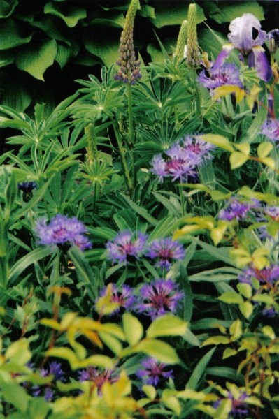 5.Centaurea - Glavinec
sadika