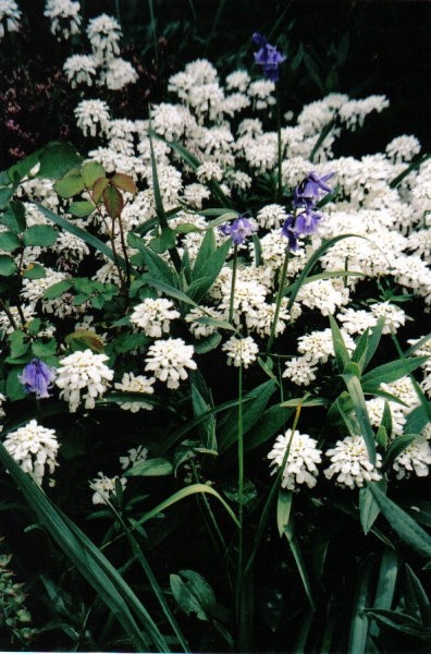 7.Iberis sempervirens - Vednozeleni grenik
potaknjenci