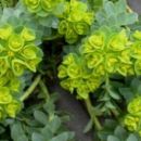 4.Euphorbia - Mleček
sadika