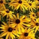 Rudbeckia - Rudbekija
(sadika)