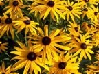 Rudbeckia - Rudbekija
(sadika)