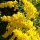 Solidago - zlata rozga (sadike)