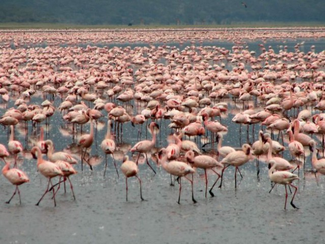 Neštevne jate flamingov
