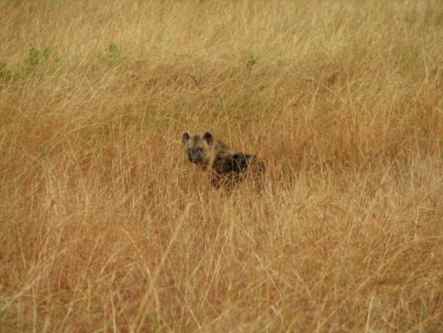 In hijena v travi