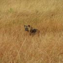 in hijena v travi