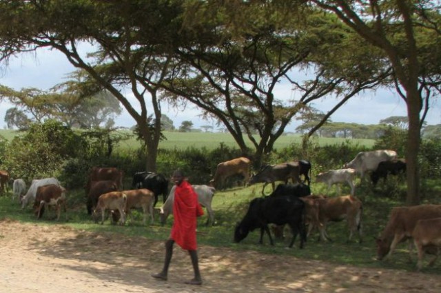 Proti parku Masai mara