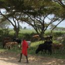 Proti parku Masai mara
