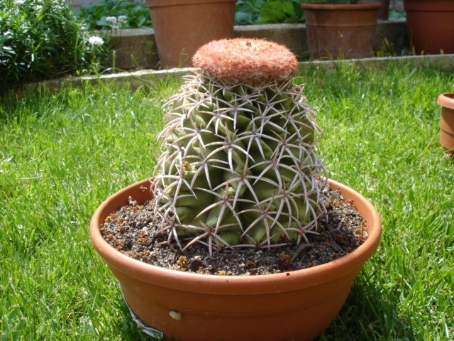 Kaktusi in druge rastline - foto