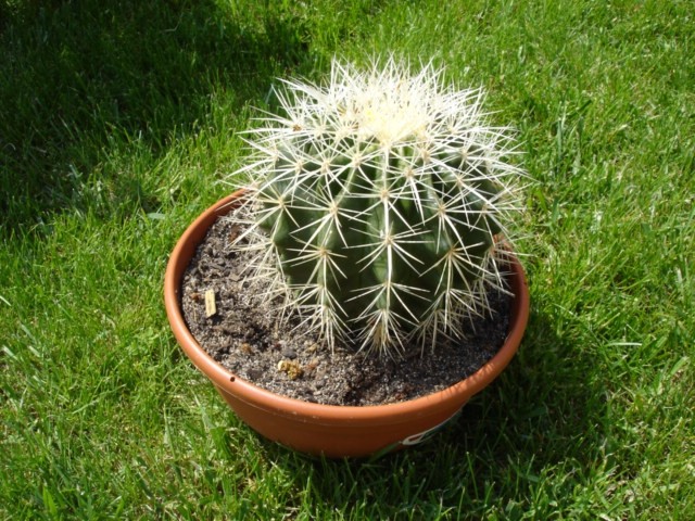 Kaktusi in druge rastline - foto povečava
