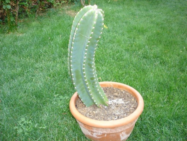 Kaktusi in druge rastline - foto