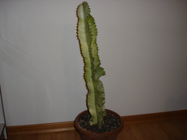 Kaktusi in druge rastline - foto povečava