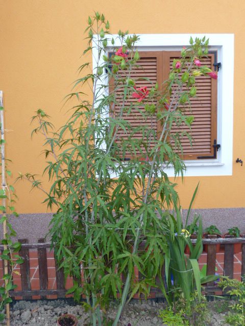 Hibiscus coccineus