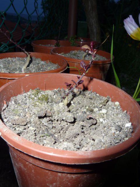 Capparis spinosa - foto povečava