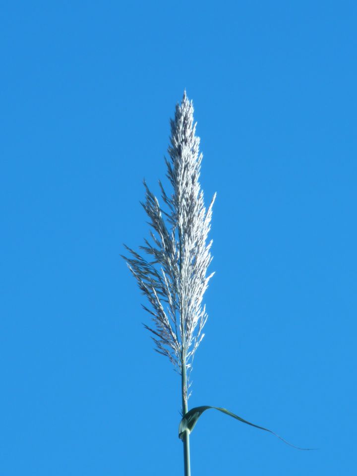 Arudno donax - navadna kanela - foto povečava