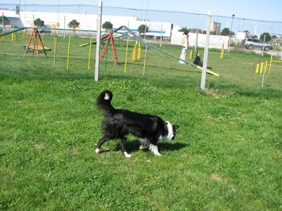 2. agility piknik KD Obala - foto povečava