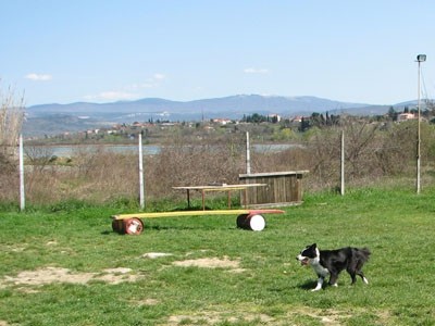 2. agility piknik KD Obala - foto povečava