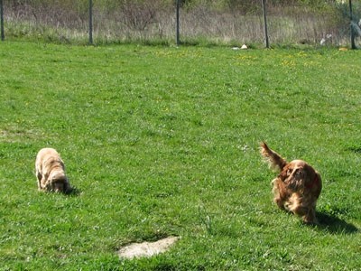 2. agility piknik KD Obala - foto povečava