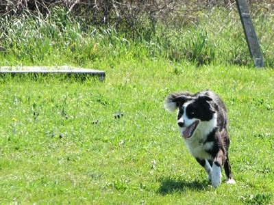 2. agility piknik KD Obala - foto povečava