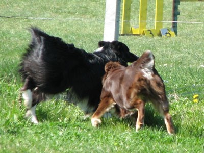 2. agility piknik KD Obala - foto povečava