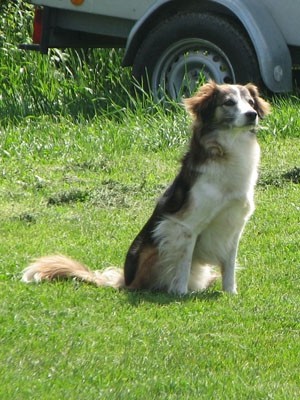 3. agility piknik KD Obala - foto povečava