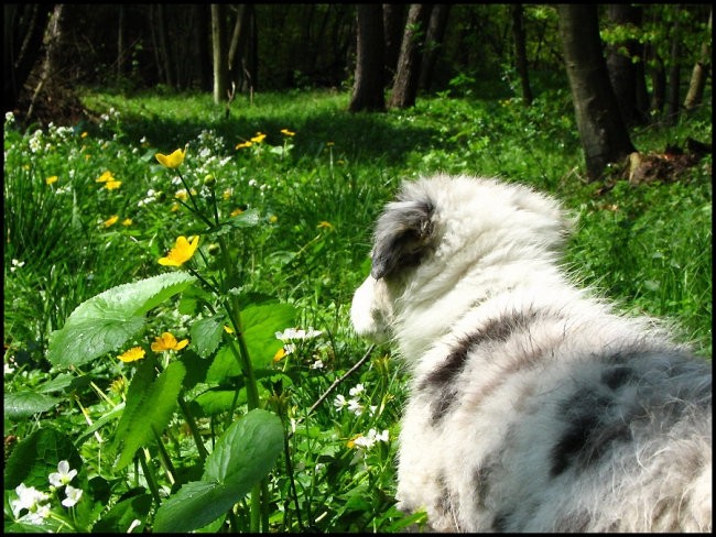 26.04.2008 - foto povečava