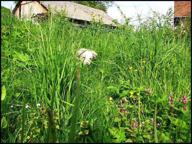 Maj 2008 - foto povečava