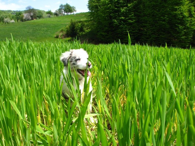 7.maj 2008 - foto povečava