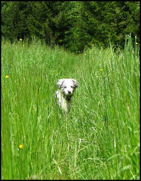 10.maj 2008 - foto povečava