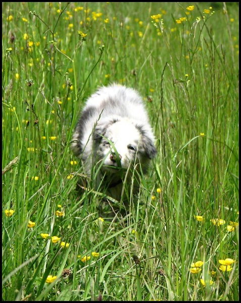 10.maj 2008 - foto povečava