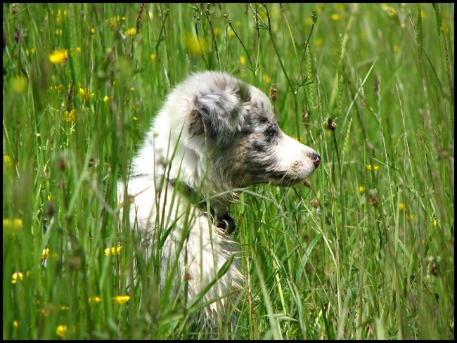 10.maj 2008 - foto povečava