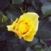 Grmičasta,mnogocvetna  vrtnica - 3 -rumena
Avtor: babaco
rastline.mojforum.si
