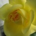 Grmičasta,mnogocvetna  vrtnica - 3 -rumena
Avtor: magnolija
rastline.mojforum.si