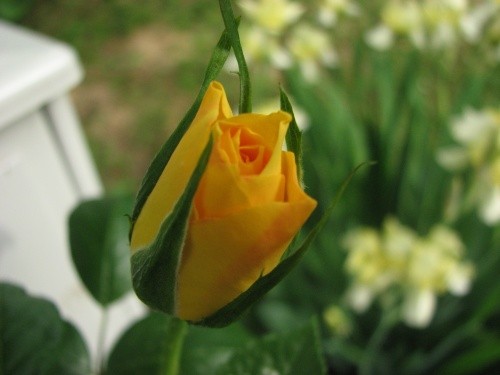 Grmičasta,mnogocvetna  vrtnica - 3 -rumena
Avtor: magnolija
rastline.mojforum.si