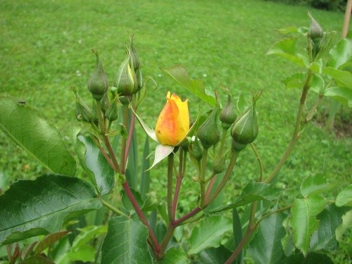 Grmičasta,mnogocvetna  vrtnica - rumena
Avtor: magnolija
rastline.mojforum.si