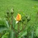 Grmičasta,mnogocvetna  vrtnica - rumena
Avtor: magnolija
rastline.mojforum.si