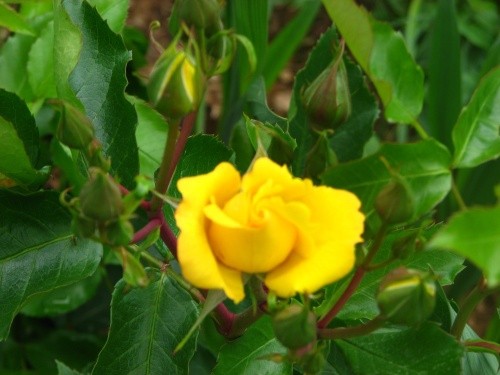 Grmičasta,mnogocvetna  vrtnica - -rumena
Avtor: magnolija
rastline.mojforum.si