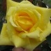 Visokodebelna vrtnica - rumena
Avtor: Gretka*
rastline.mojforum.si