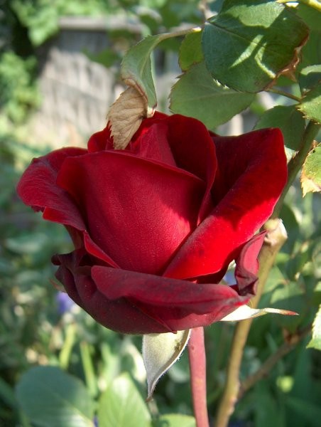 Vrtnica vzpenjalka - 4 - rdeča
Avtor: katrinca
rastline.mojforum.si