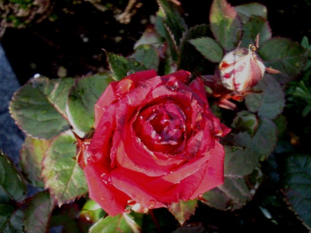 Mini vrtnica - 1 - rdeča
Avtor: katrinca
rastline.mojforum.si