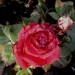 Mini vrtnica - 1 - rdeča
Avtor: katrinca
rastline.mojforum.si