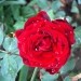 Vrtnica vzpenjalka - 5 - rdeča
Avtor: katrinca
rastline.mojforum.si